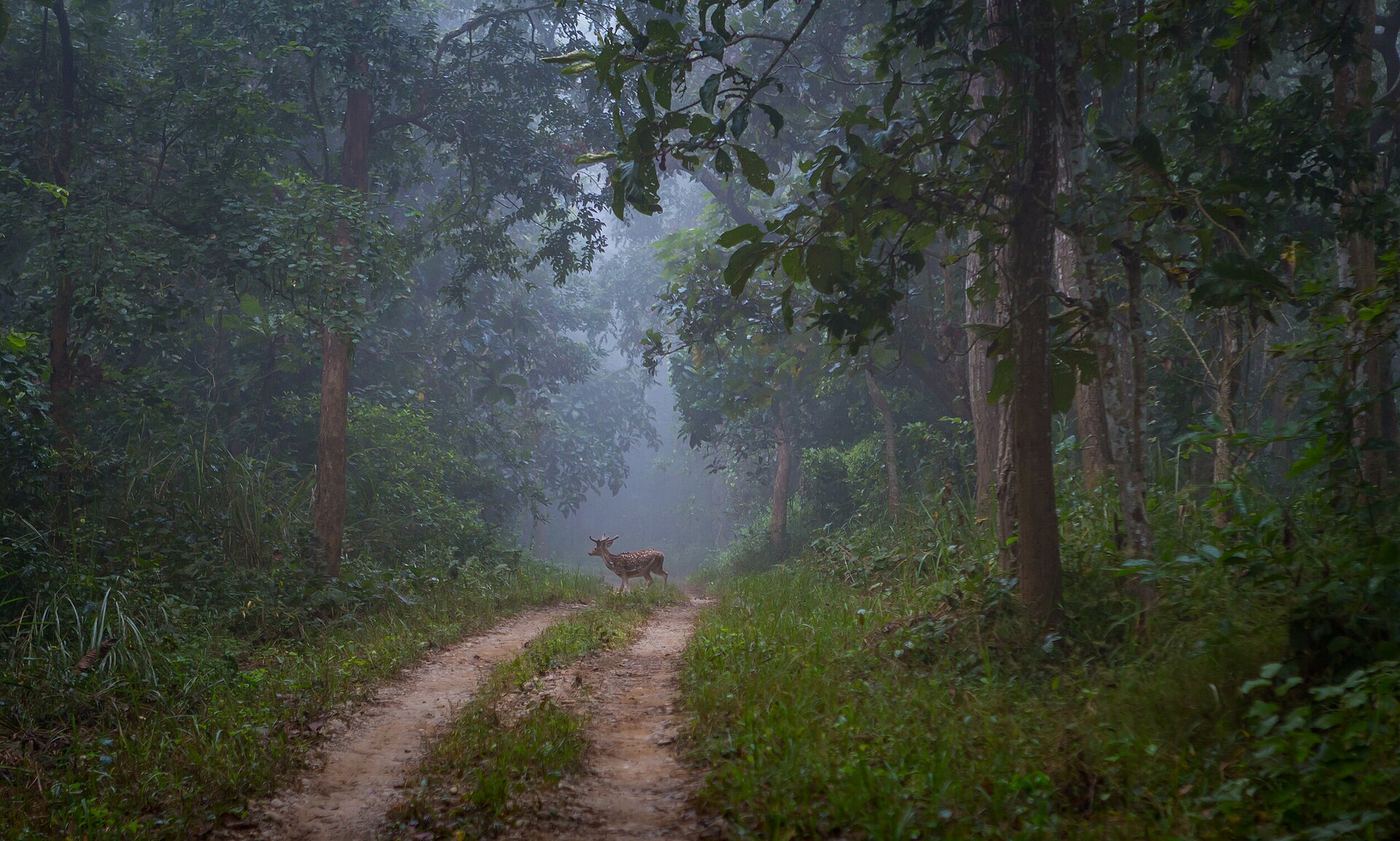 Forest trail in Chitwan National Park