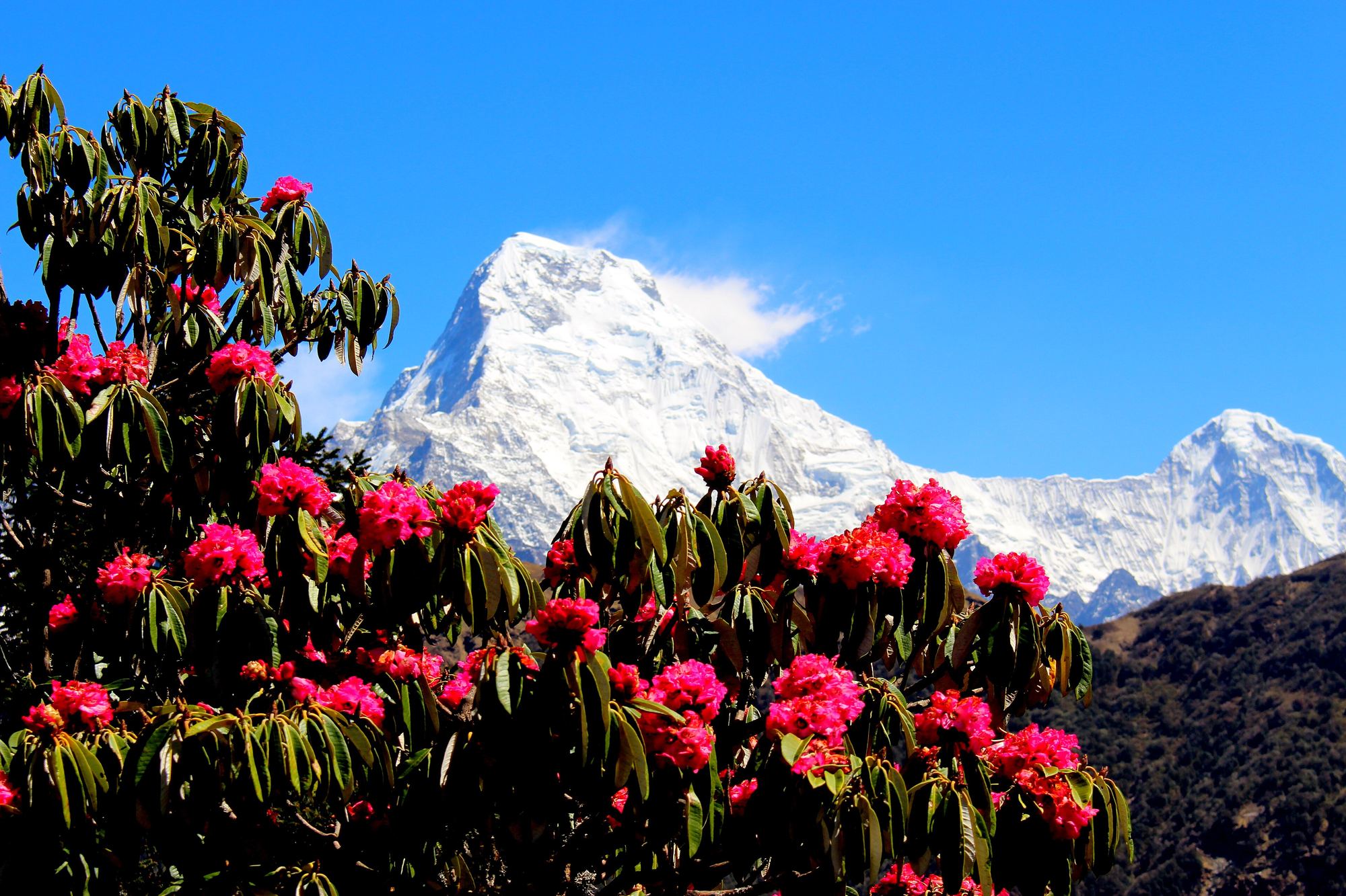 Rhododendron forest below Machhapuchhre